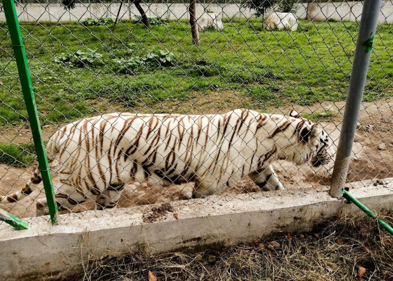 Confirma Segob legalidad del zoológico de Xicotepec tras muerte de tigre ante lluvias
