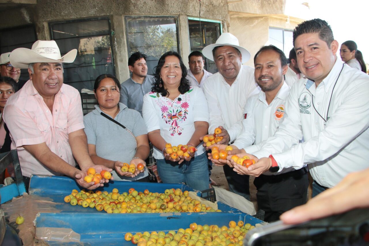 Arranca la temporada de producción de tejocote 2025