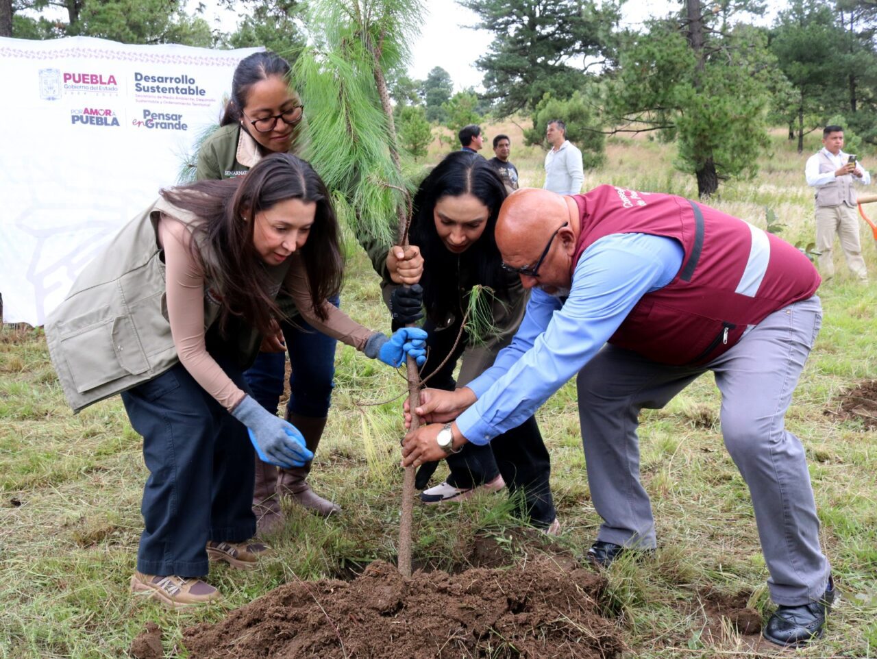 Con 1 millón 605 mil árboles, Gobierno de Puebla nutre el bosque