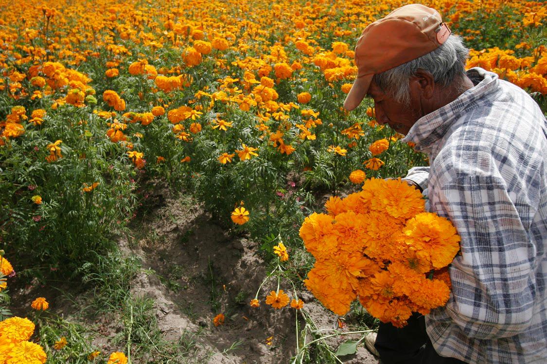 Puebla líder en producción de cempasúchil y terciopelo; concentra el 72% nacional