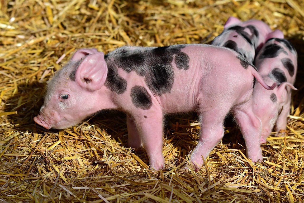 Evita Bienestar Animal la práctica del “cerdito encebado”