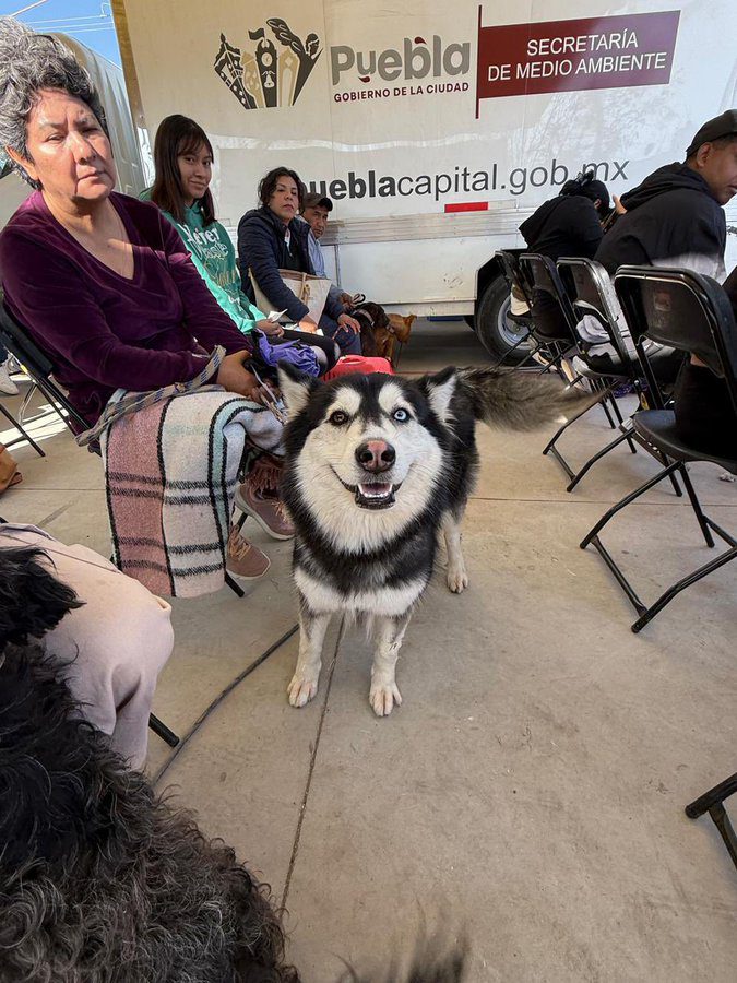 Avanza Gobierno de la Ciudad en materia de bienestar animal