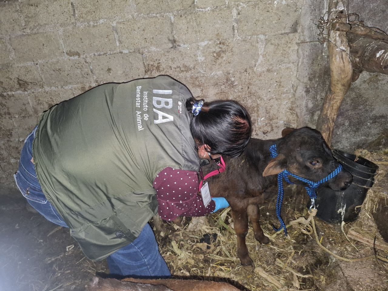 IBA y Fiscalía suman acciones para proteger animales de granja en Atlixco