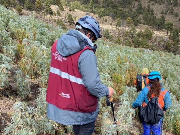 Gobierno de Puebla coordina rescate en el Citlaltépetl