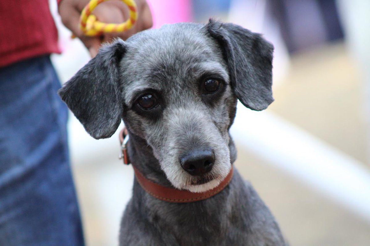 Emite Gobierno de la Ciudad medidas para el cuidado de mascotas ante temporada de frío