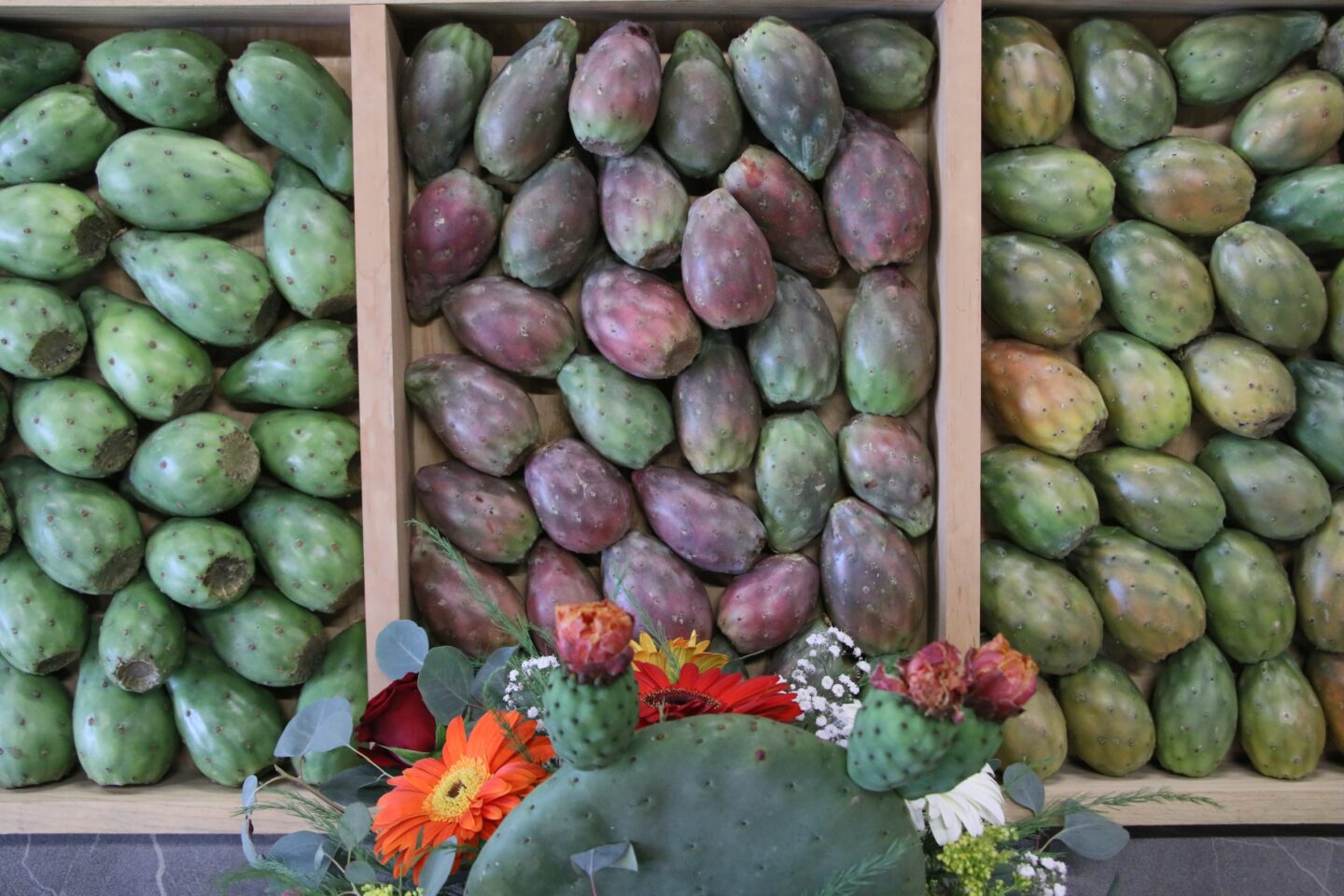 Puebla logra protección del IMPI para la Tuna Rojo Vigor