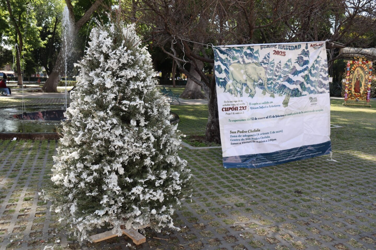 Promueve Gobierno de San Pedro Cholula el reciclaje de árboles de Navidad