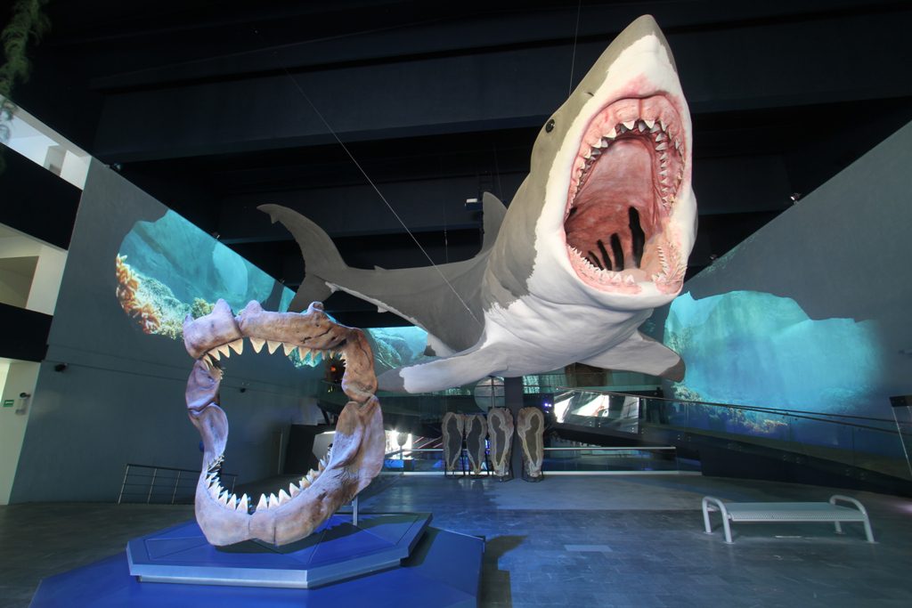 Museo de la Evolución resguarda colección científica más importantes del estado