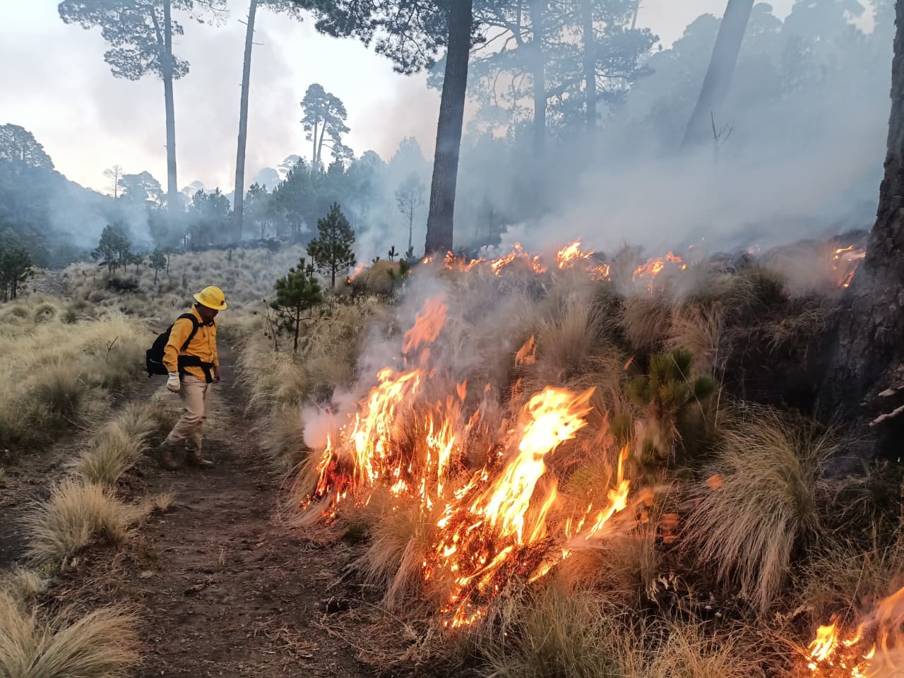 Mantiene Gobierno Estatal control de incendios forestales y protege ecosistemas