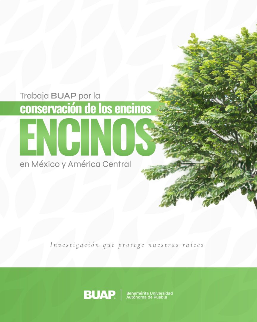 Trabaja BUAP para la conservación de encinos en México y América Central