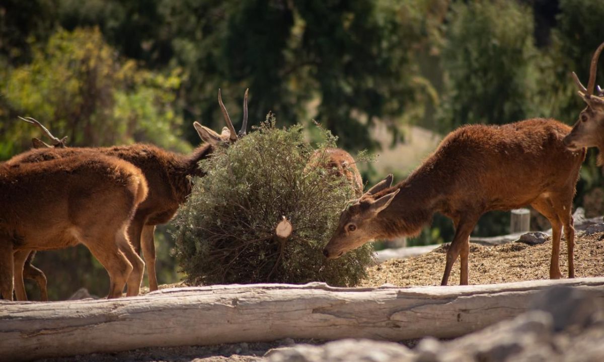 Concluye con éxito la campaña Verde Navidad, en coordinación con Africam Safari y el Gobierno de Pepe Chedraui