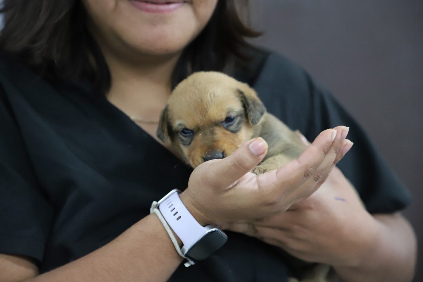 Tras incendio en Chipilo, Bienestar Animal resguarda una cachorra