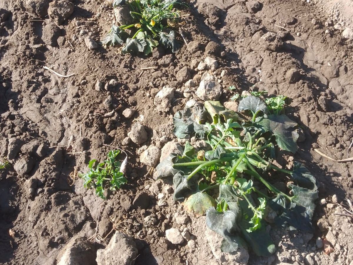 Gobierno de Puebla realiza atención inmediata ante afectaciones agrícolas por bajas temperaturas