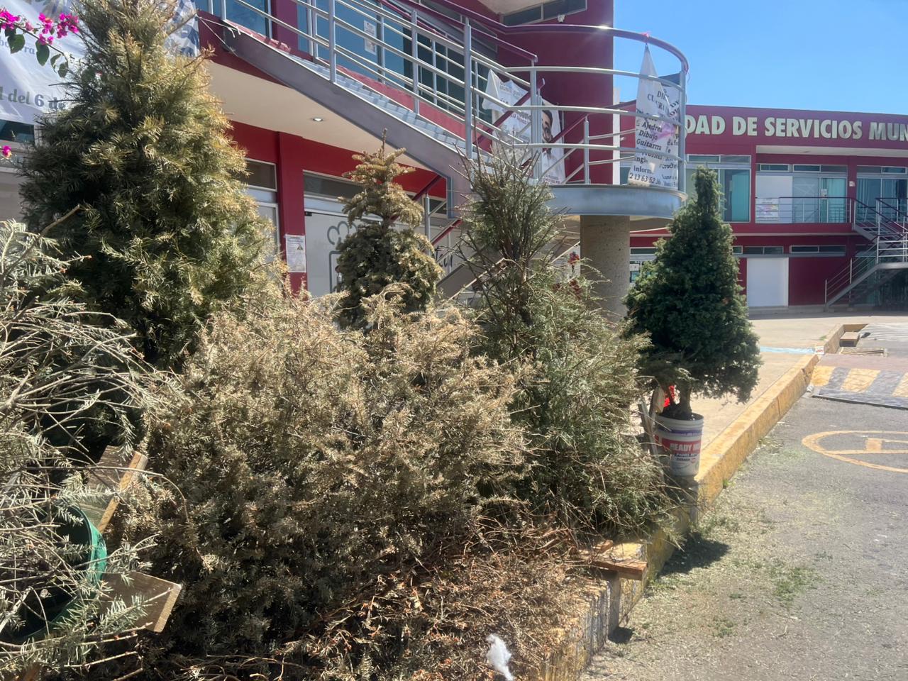 Última semana del programa «Verde Navidad» en Cuautlancingo