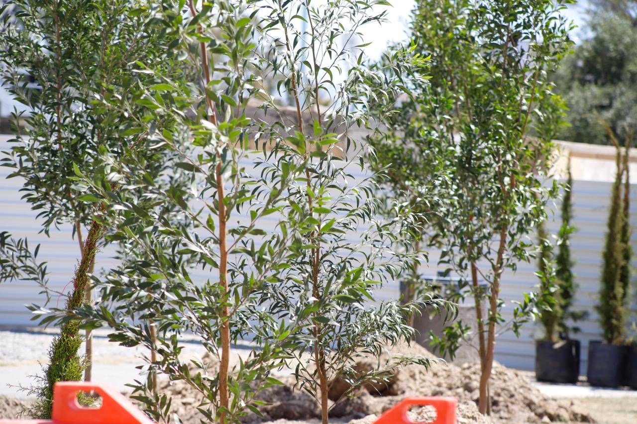 Árboles del bosque urbano generarán agua, oxígeno y albergarán vida