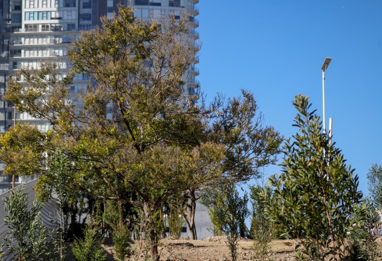 Bosque urbano en CIS y Parque Ecológico se fortalece con 2 mil nuevos árboles
