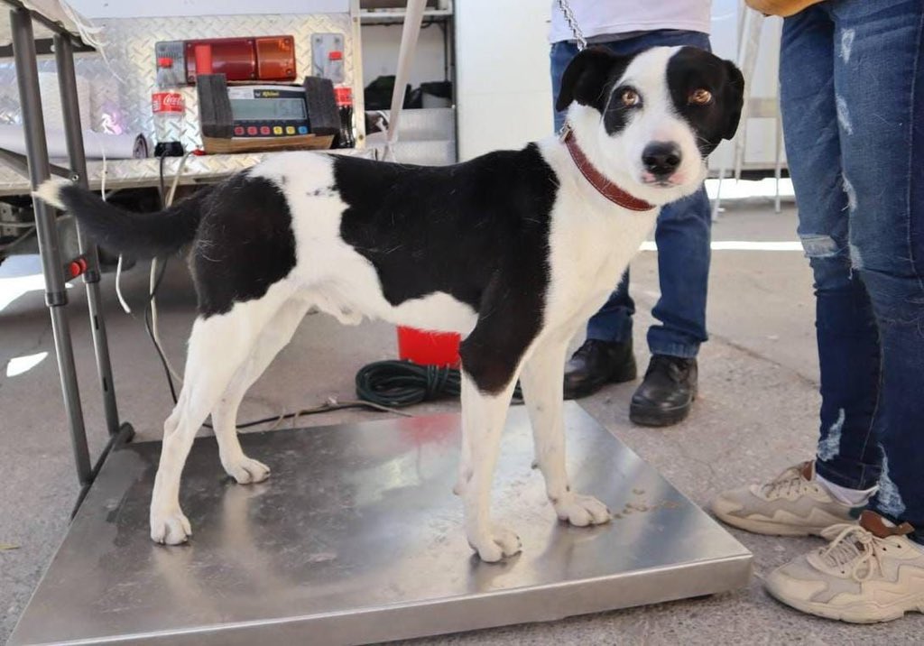 Pepe Chedraui impulsa el bienestar animal en Puebla con más de 8 mil acciones durante febrero