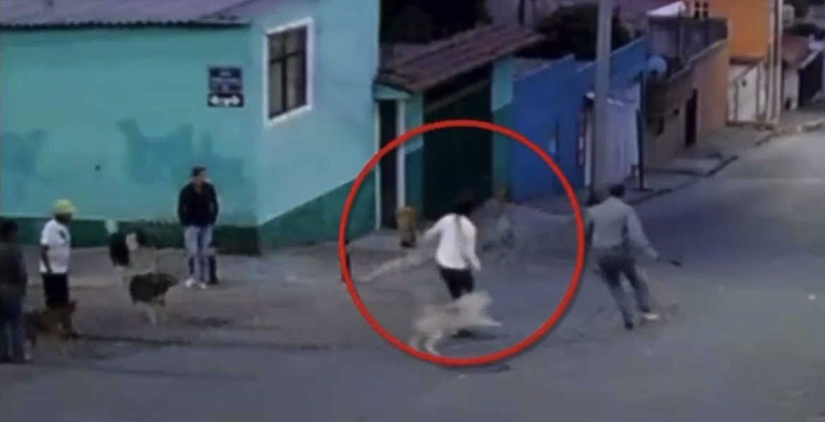 Indignación en Puebla: mujer es atacada con machete al defender a perros callejeros