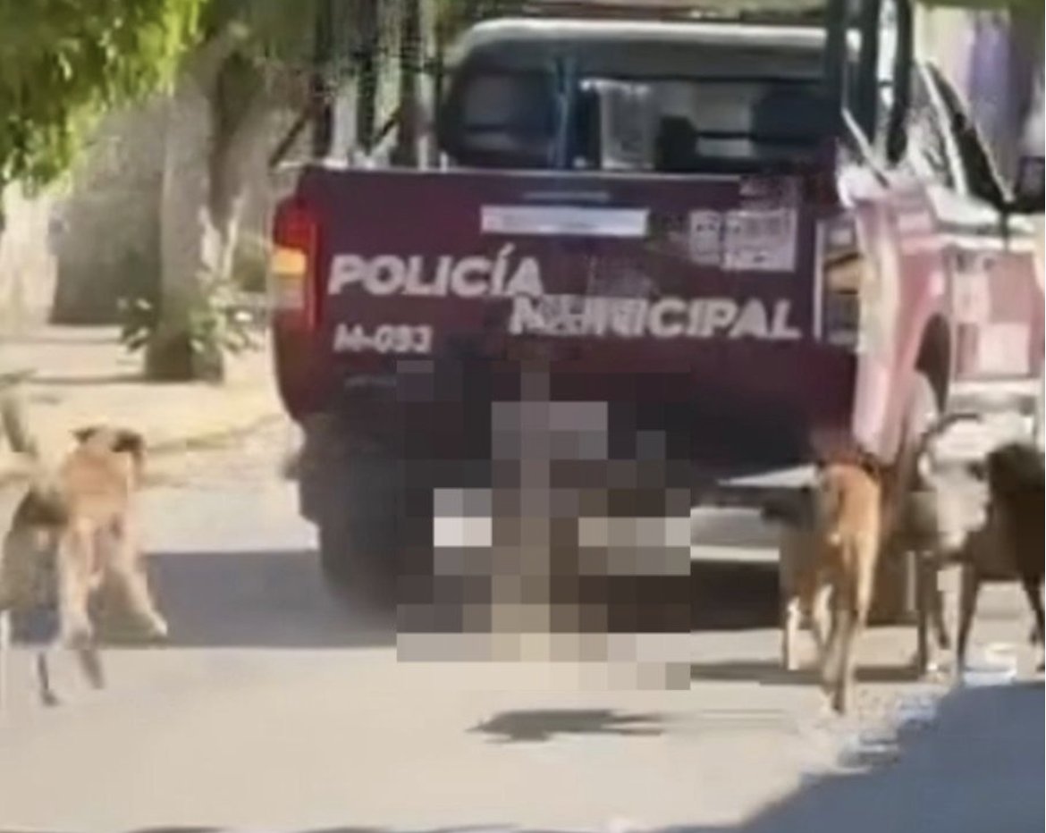 Se activa investigación por presunta crueldad animal en Xochiltepec