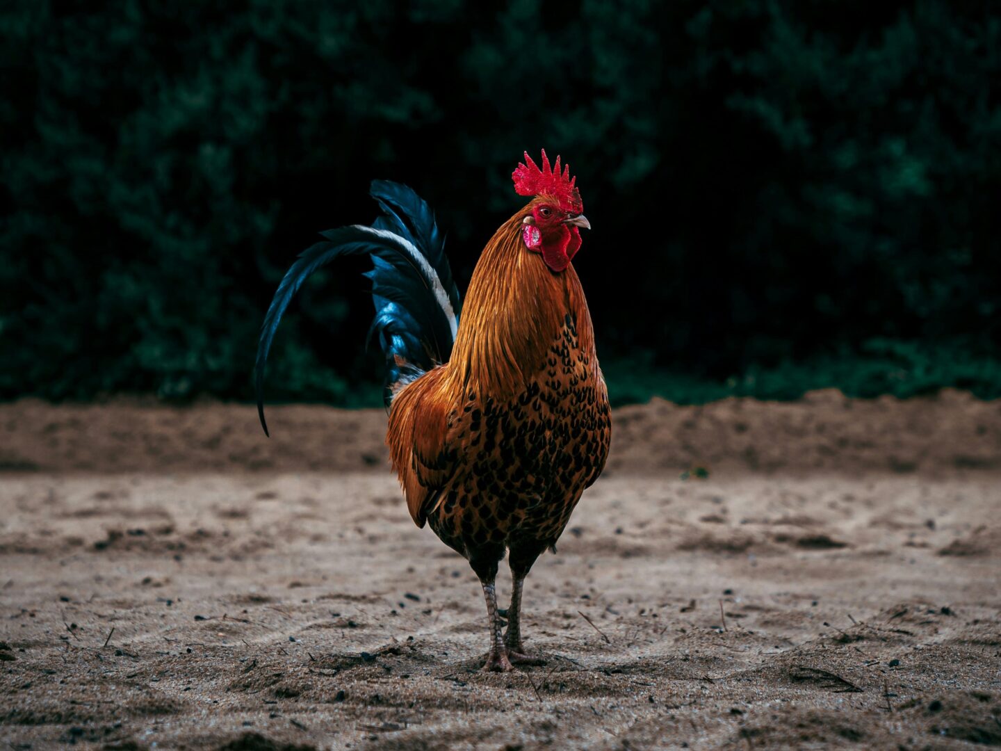 Gracias a labor coordinada, suspenden peleas de gallos en Guadalupe Victoria: IBA