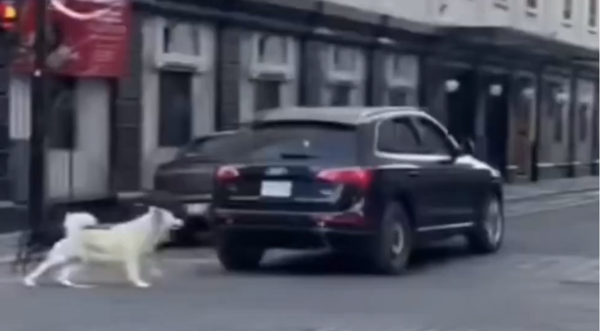 Video de abandono animal en Puebla desata furia en redes; exigen justicia
