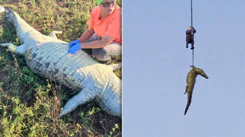 Operativo de pesadilla: cazan cocodrilo gigante y descubren restos humanos en Sudáfrica