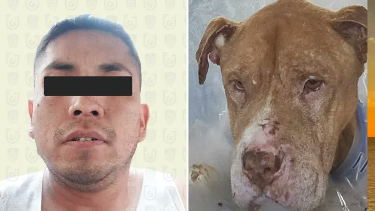 Detienen a hombre acusado de prender fuego al perro “Nicolás” en CDMX; el caso indignó a redes sociales