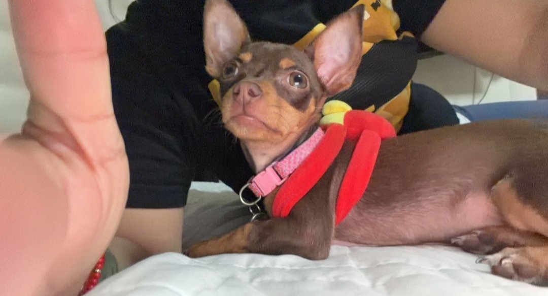 Indignación en Puebla por robo de “Moka”, una perrita Chihuahua captada en video