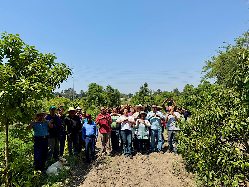 Gobierno del Estado fortalece la producción de aguacate poblano