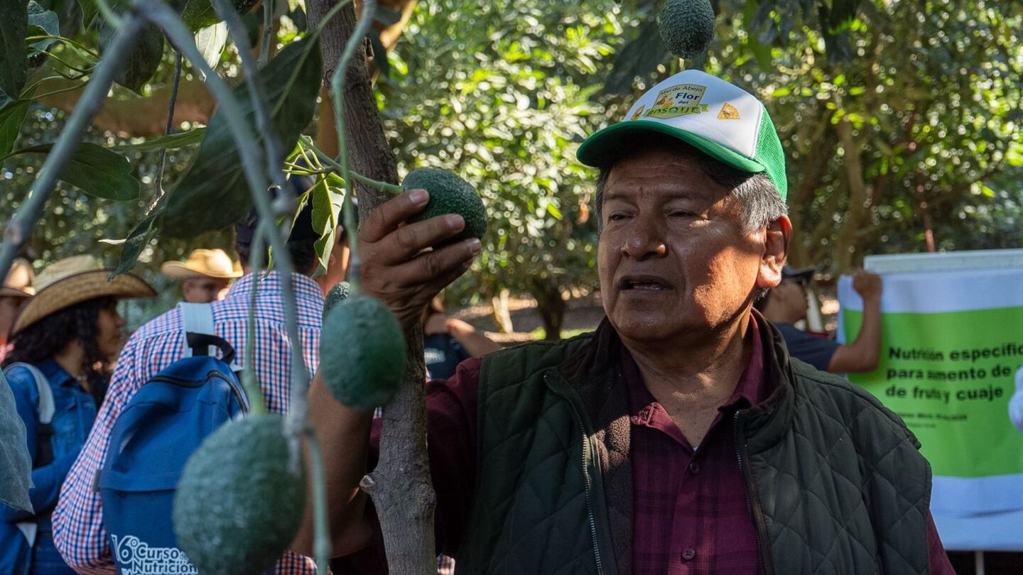 Productores aguacateros fortalecen conocimientos técnicos para impulsar la producción estatal