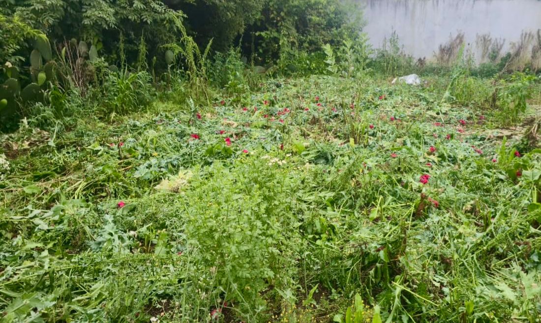 En Atempan, Seguridad Pública localiza predio con cultivos de amapola y marihuana