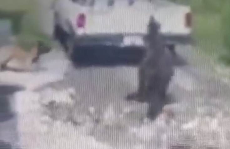 Investigan maltrato animal en Texmelucan tras difusión de video de caballo arrastrado por camioneta