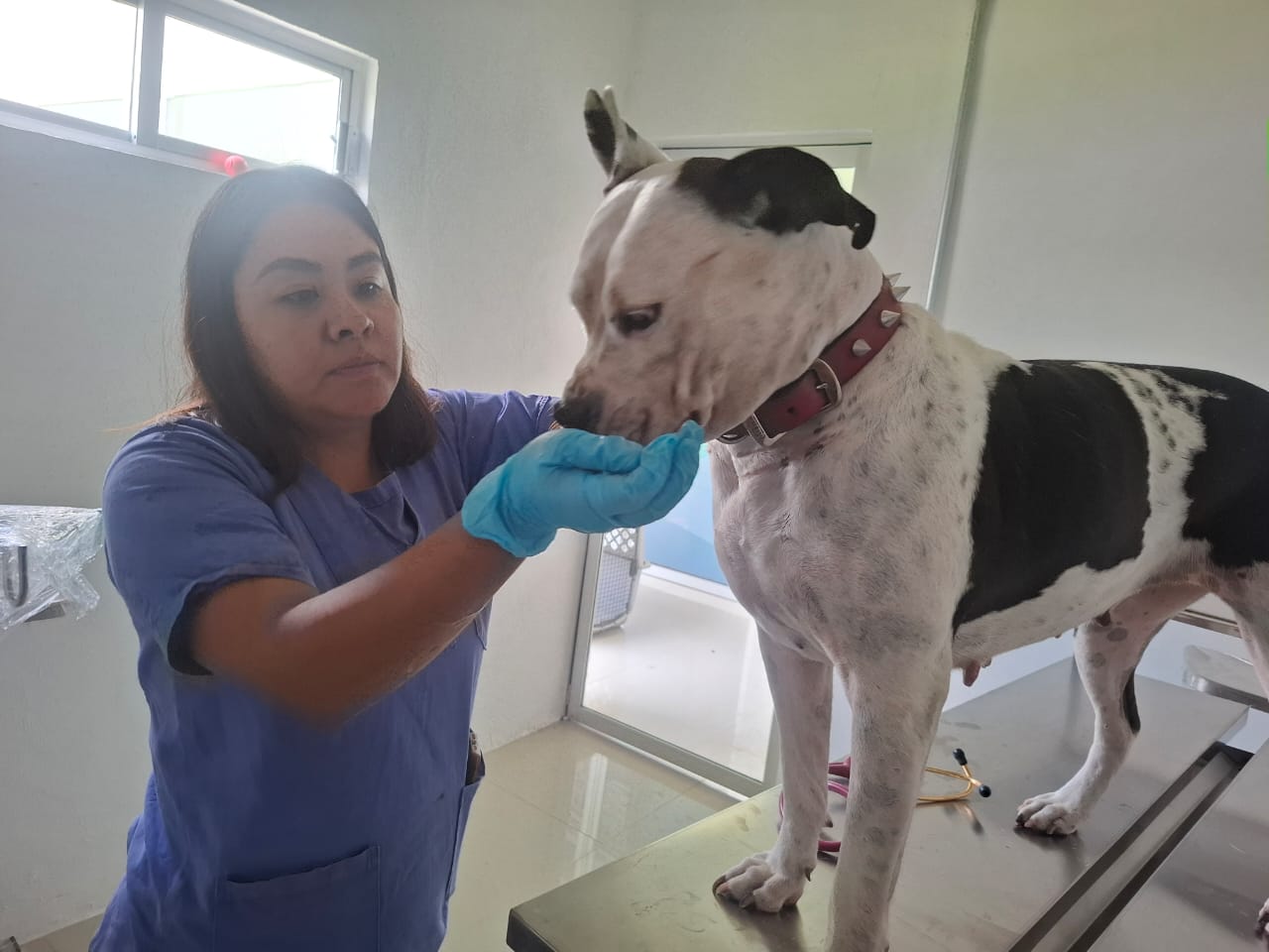 Dirección de Bienestar Animal logra regreso de ejemplar extraviado con su familia