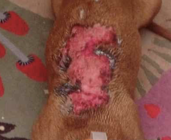 Autoridades de Puebla intervienen tras denuncia de presunto maltrato a una perrita