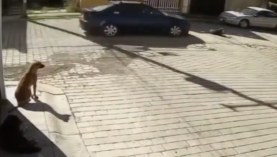 Exigen justicia por «Ody», perrita que murió tras ser atropellada en Atlixco