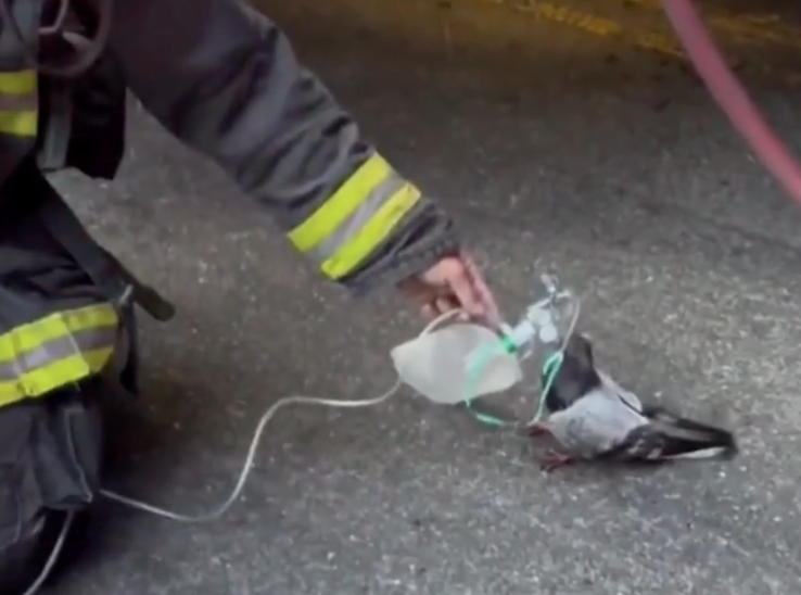 Viralizan rescate de una paloma en California; bombero le suministra oxígeno tras incendio