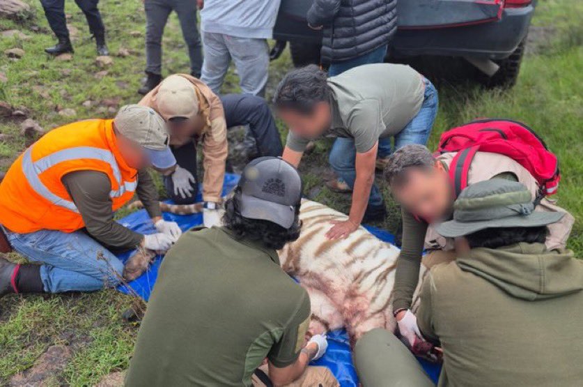 Indignación por muerte de Kenzo: investigan operativo tras fuga de tigre en Edomex