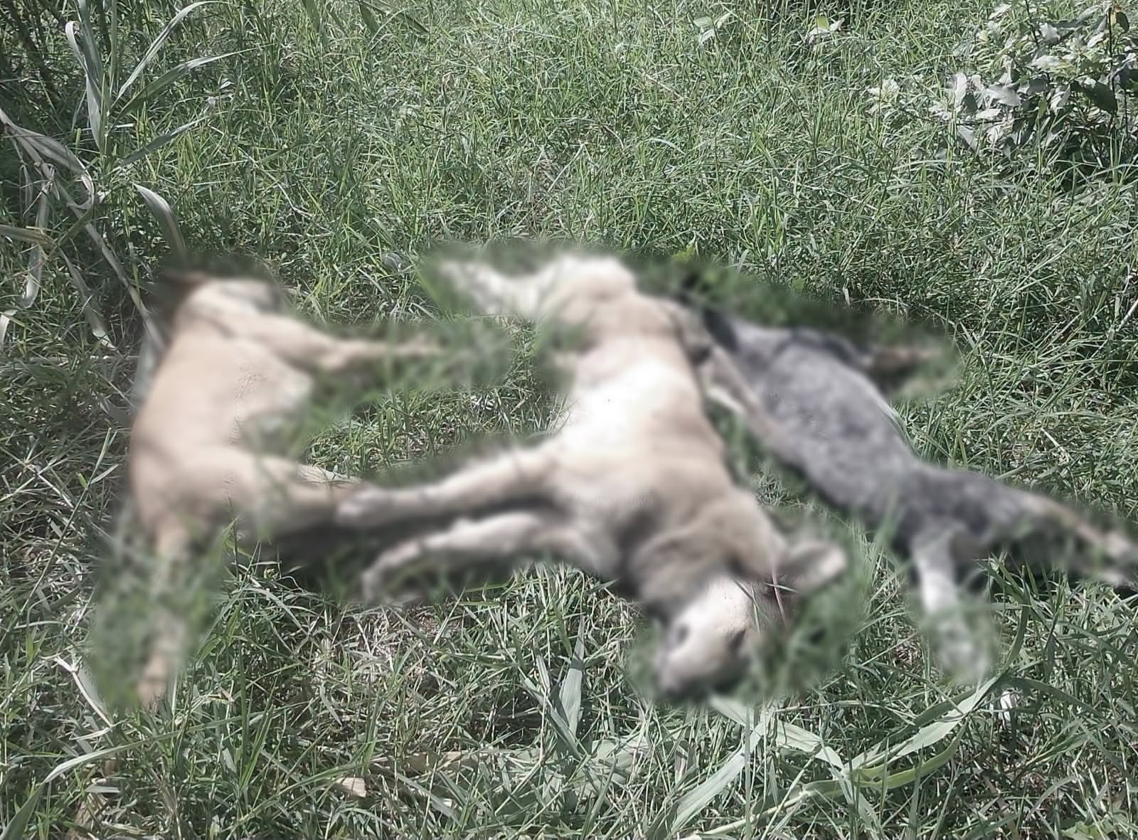 Indignación en Chietla por muerte de perros; Fiscalía ya investiga presunto envenenamiento