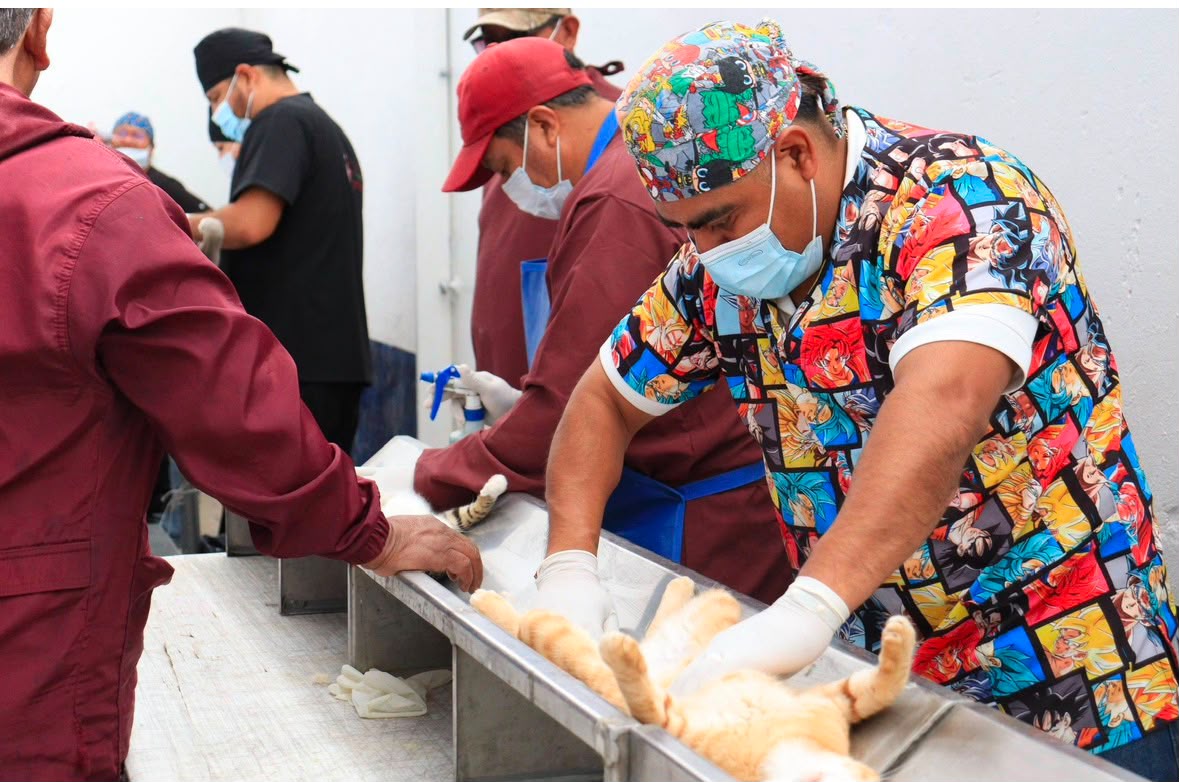 Con el liderazgo de Pepe Chedraui, Puebla fortalece el bienestar animal con más de 200 jornadas de protección animal