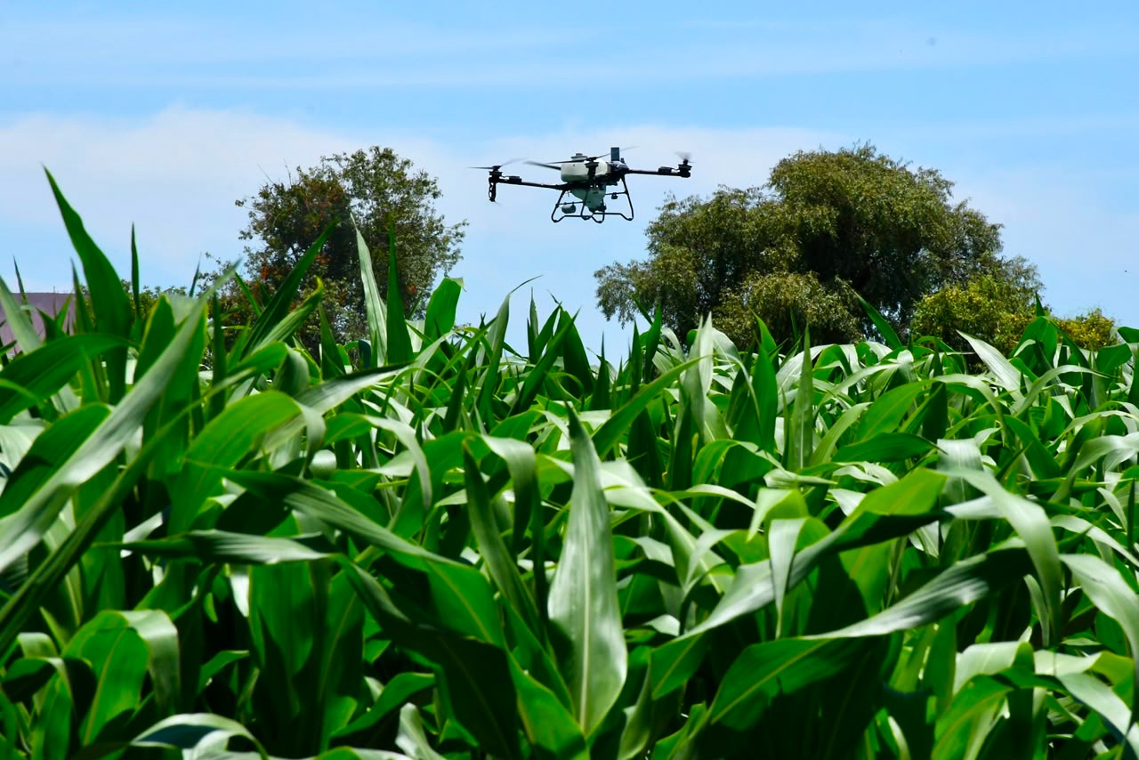 Aplica dron de Desarrollo Rural fertilizante en maizales de la UTH