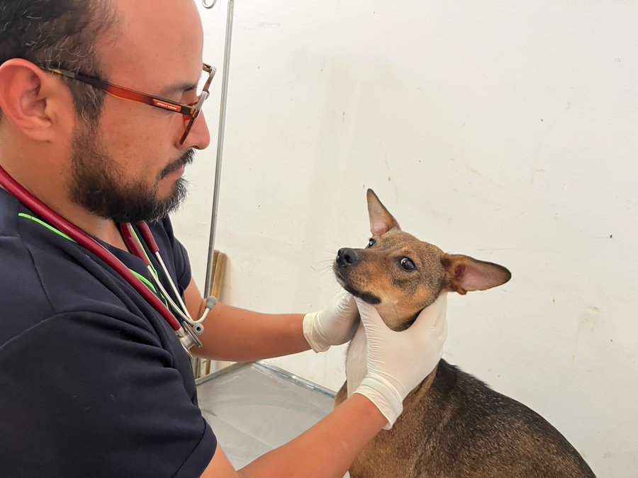 SEDIF participa en rescate de 13 caninos tras diligencia en Villa Verde II