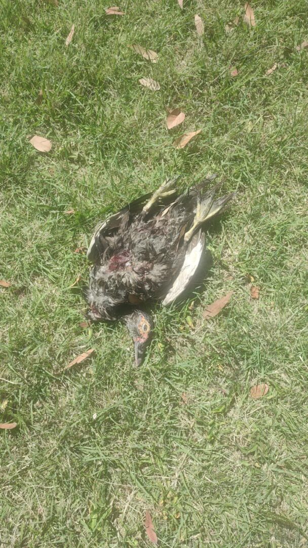 Trascienden señalamientos de maltrato en el Parque Ecológico; Convenciones y Parques refuerza vigilancia y cuidado de la fauna