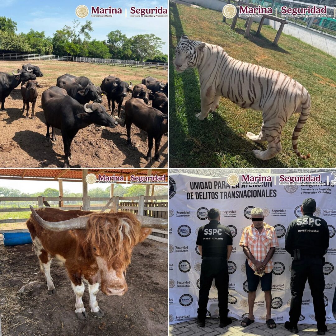 Aseguran combustible, armas y 135 animales exóticos durante operativo contra huachicol en Tamaulipas