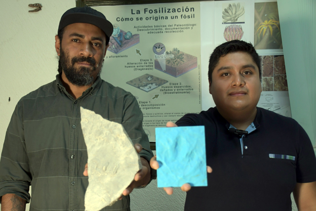 Investigadores BUAP registran nuevas huellas de dinosaurio en Puebla