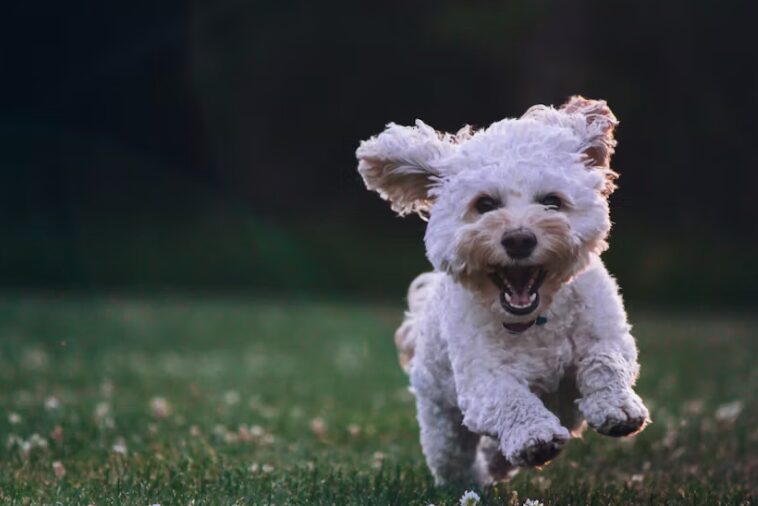 Iniciativa plantea tres días de licencia por muerte de mascotas