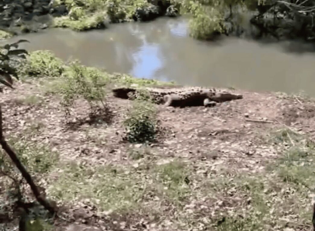 Un cocodrilo sorprende a visitantes de la Laguna de San Baltazar en Puebla