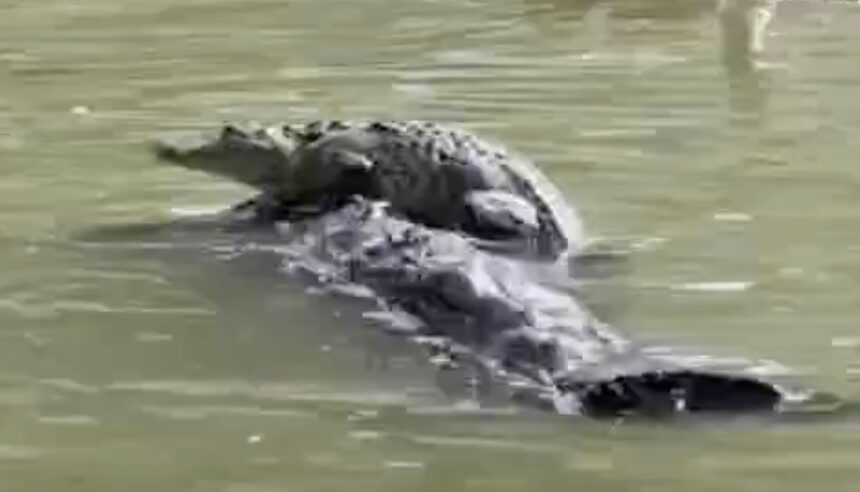 El cocodrilo que apareció en una laguna de Puebla y ahora todos quieren fotografiar