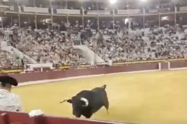 Malacara pone en alerta a espectadores tras escapar dos veces del ruedo en Murcia