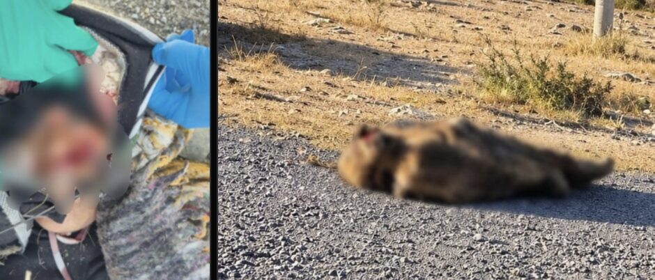 Trasciende que el hijo del edil de Tecamachalco habría sido hallado muerto