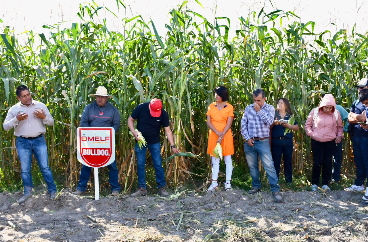 Producen estudiantes de la UTH catorce toneladas de maíz